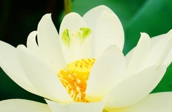 荷花与睡莲的区别