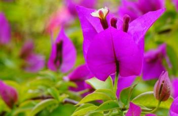 三角梅为什么不开花