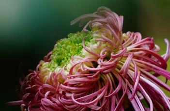 菊花的生长特性 菊花的生长特性