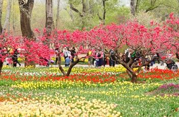 郁金香的养殖方法