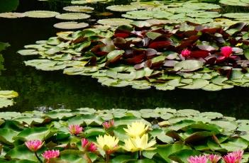 睡莲的繁殖方法