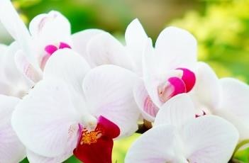 蝴蝶兰花谢后的养护方法