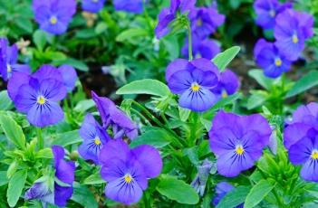 三色堇冬天开花的方法 三色堇冬天开花的方法