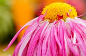 菊花叶子发黄怎么办