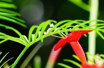 茑萝松的生长习性