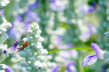 萨丽芳天蓝色超级鼠尾草 萨丽芳天蓝色超级鼠尾草