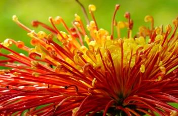 盆栽菊花的养殖方法 盆栽菊花的养殖方法和注意事项