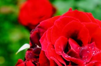 月季花叶枯病的防治方法 月季花的枯叶病怎么治