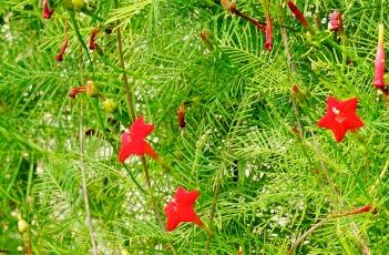 盆栽茑萝松的养殖方法