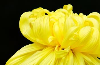 菊花的田间管理 菊花的管理方法