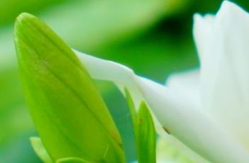 栀子花的繁殖方式