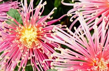 菊花的花期 菊花的花期