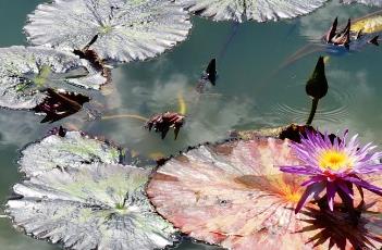 睡莲叶子发黄的原因