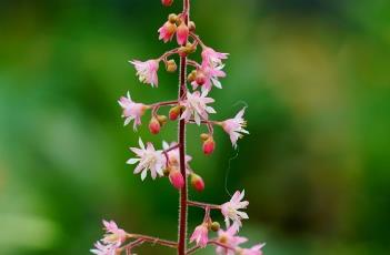 矾根的繁殖方法