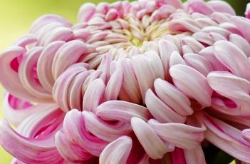 盆栽菊花的养殖方法