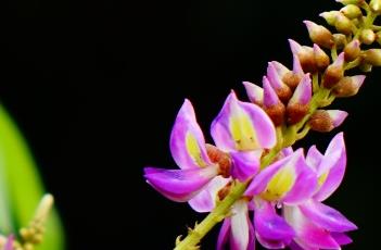 香花崖豆藤（香花崖豆藤什么科）