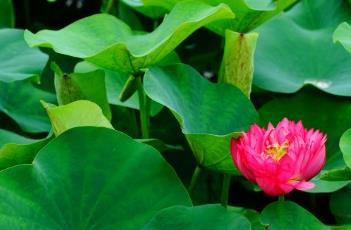 荷花与睡莲的区别