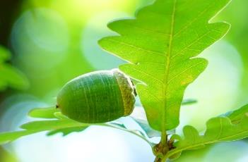 辽东栎（辽东栎花的颜色）