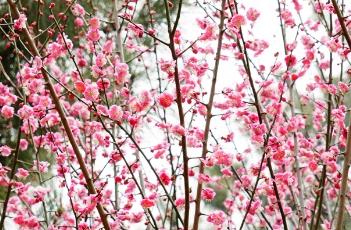 云锦朱砂梅花
