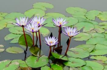 荷花与睡莲的区别