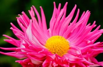 菊花不开花的原因