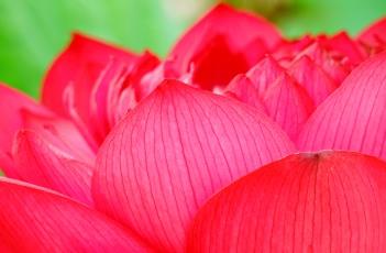 荷花的花期 荷花的花期