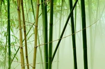 桂竹