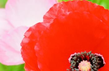 虞美人的养殖方法