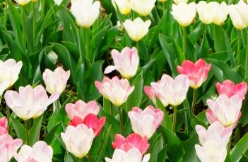 郁金香的养殖方法（郁金香的养殖方法水培）