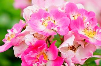 Alchemist月季（卢米埃尔月季）