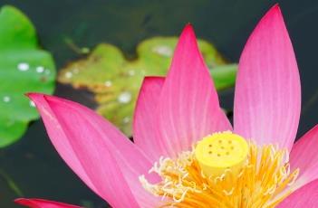 红领巾（红领巾怎么系）