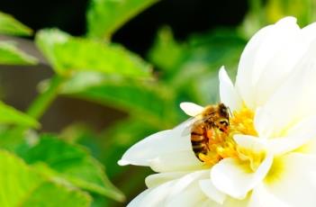 盆栽小丽花的养殖方法 盆栽小丽花的养殖方法