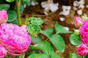 月季花花语 月季花的花语和象征意义