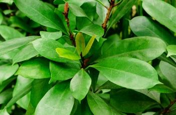 光叶海桐 光叶海桐图片