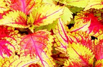 彩叶草扦插繁殖方法