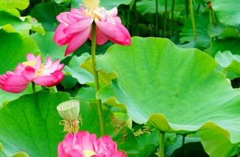 沂蒙颂