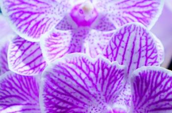 蝴蝶兰花谢后的养护方法