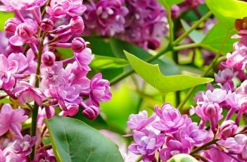 紫丁香 紫丁香花语