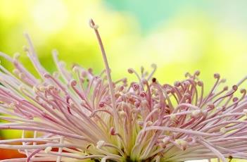 盆栽菊花的养殖方法