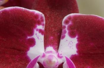 蝴蝶兰的繁殖方法