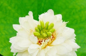 荷花的栽培技术