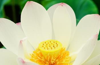 荷花的象征意义 并蒂莲的象征意义是什么