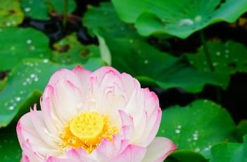粉层托翠