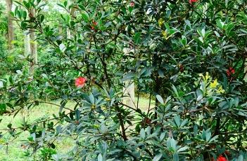 盆栽杜鹃红山茶的养殖方法(杜鹃红山茶怎么养)
