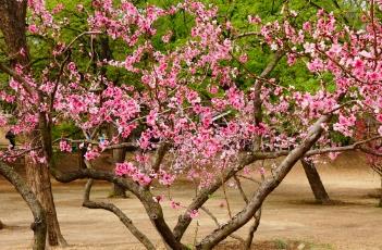 云龙桃 云龙桃醋