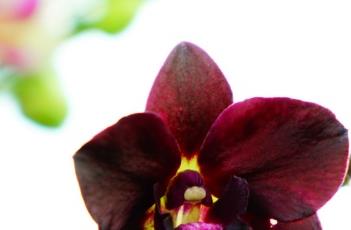 蝴蝶兰花期养护方式（蝴蝶兰花期养护方法）