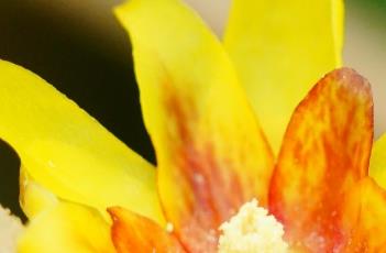 蜡梅的嫁接方法（蜡梅的嫁接方法图解）