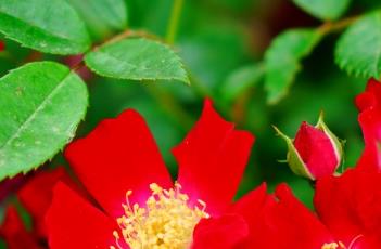 BloomfieldCourage蔷薇 BloomfieldCourage蔷薇