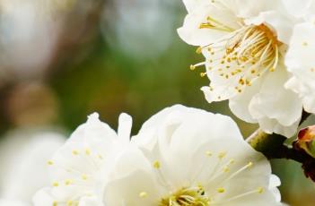 三轮玉蝶梅花（三角梅玉蝶）