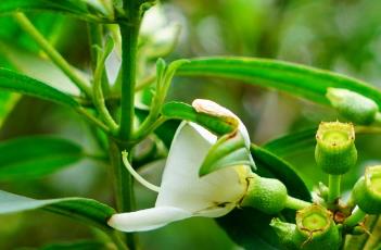 白花印度野牡丹
